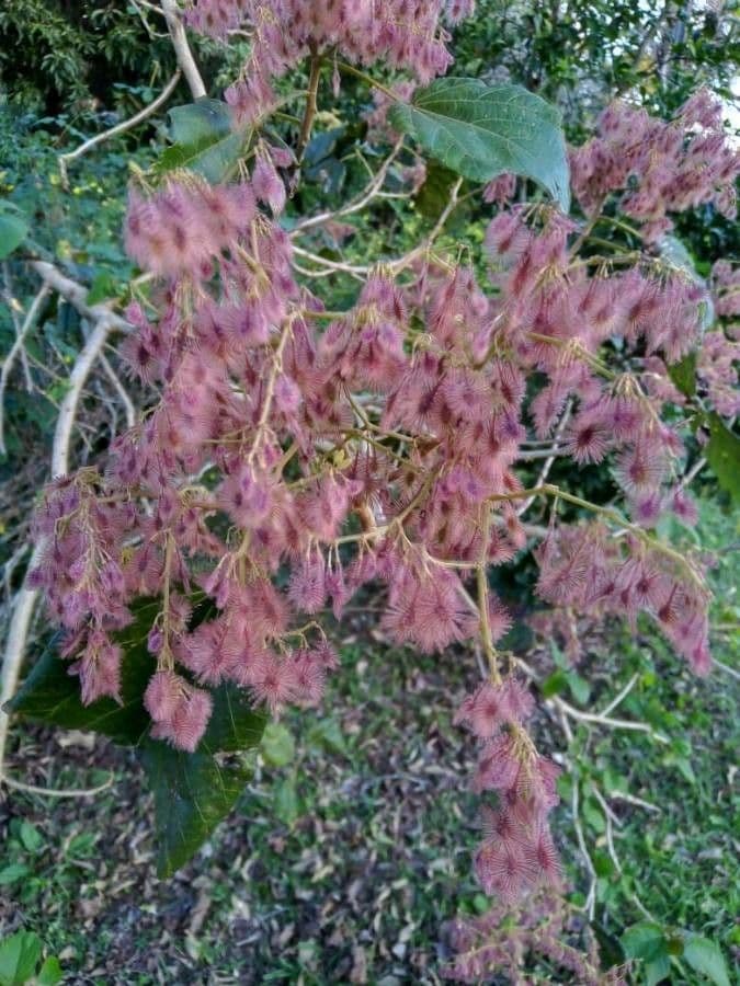 Heliocarpus 7