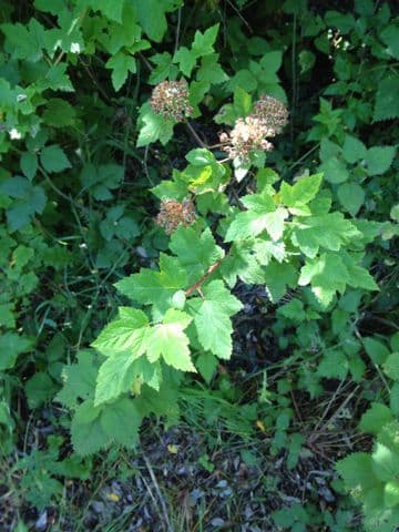 Physocarpus capitatus 15