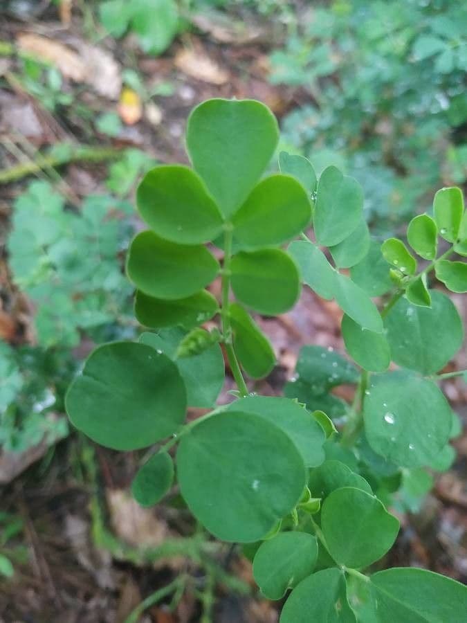 Coronilla coronata 19