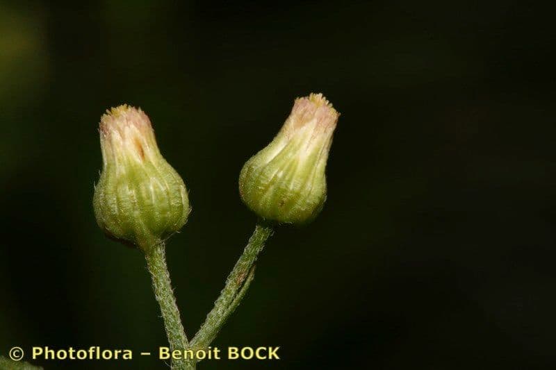 Erigeron floribundo 3