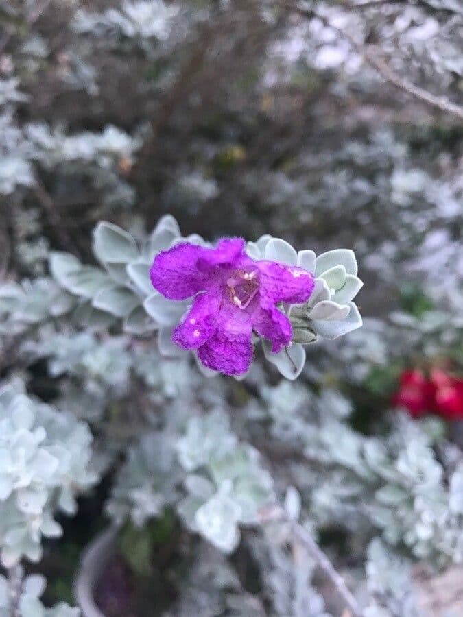 Leucophyllum candidum 2