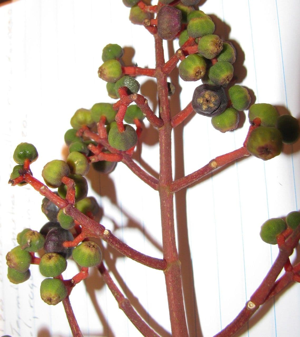 Miconia nutans 8