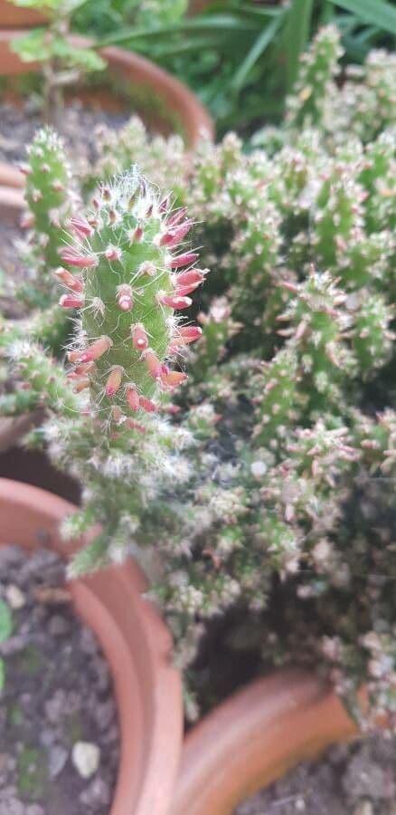 Austrocylindropuntia