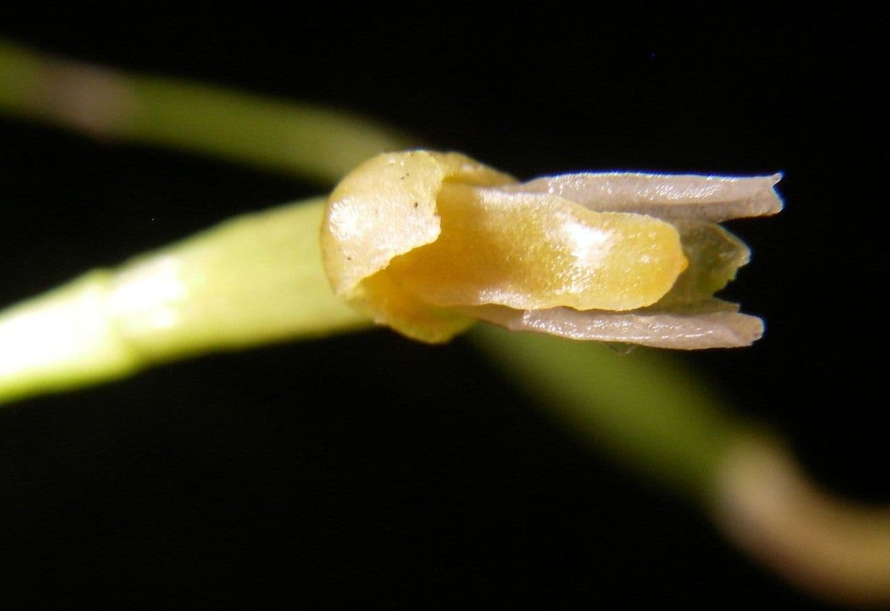 Masdevallia 4