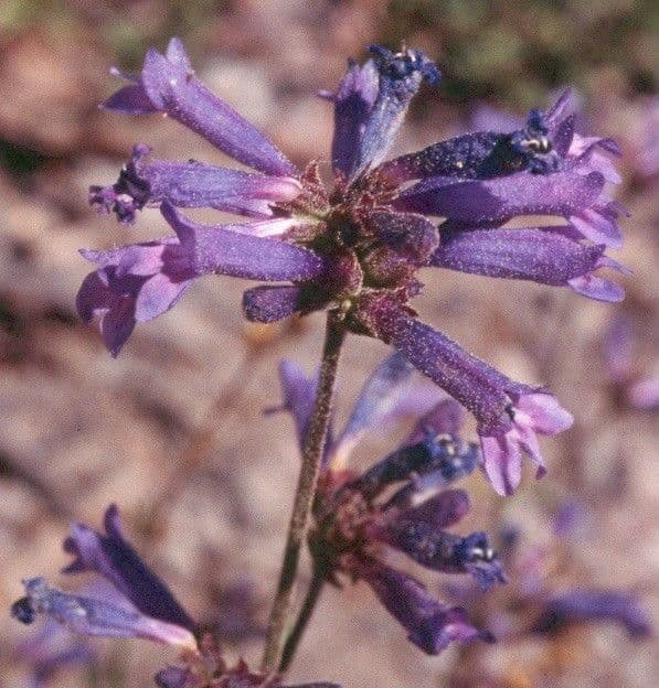 Penstemon 2