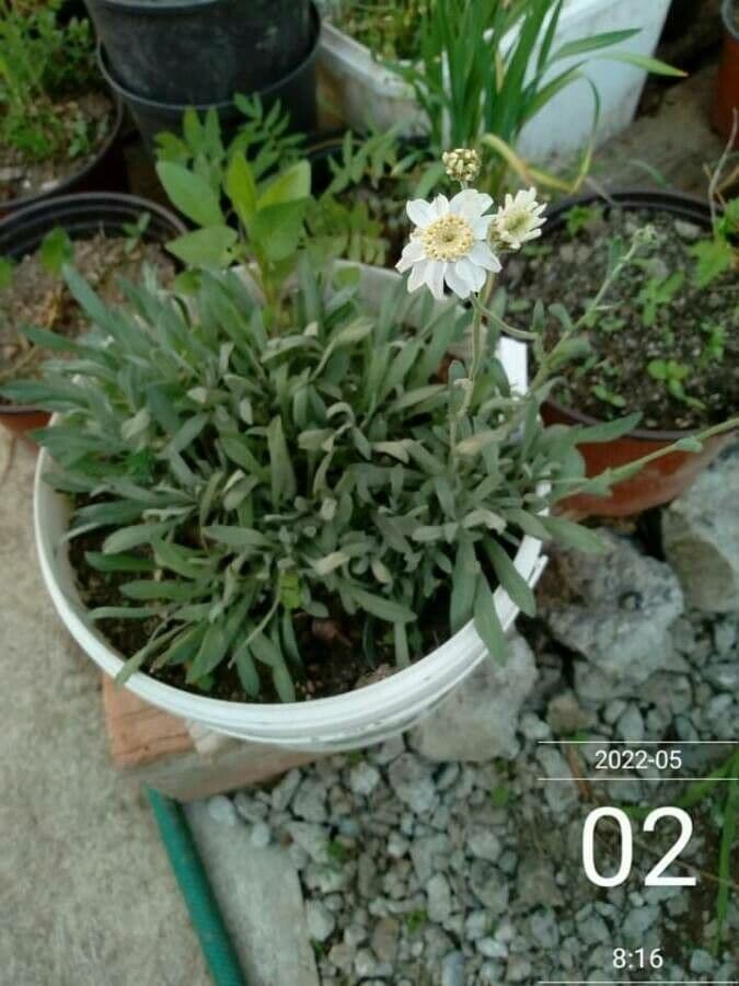 Achillea 2