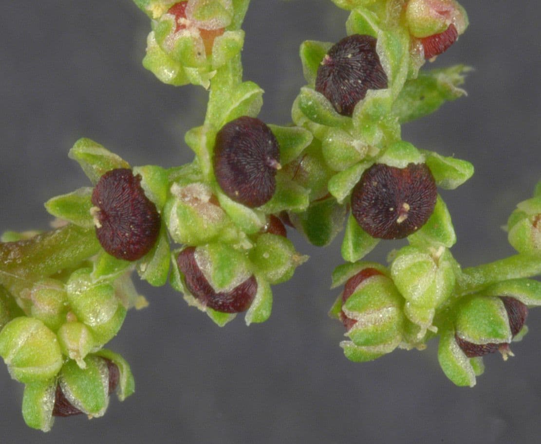 Chénopode polysperme