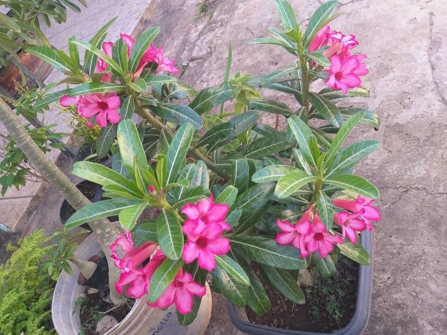 Adenium 28