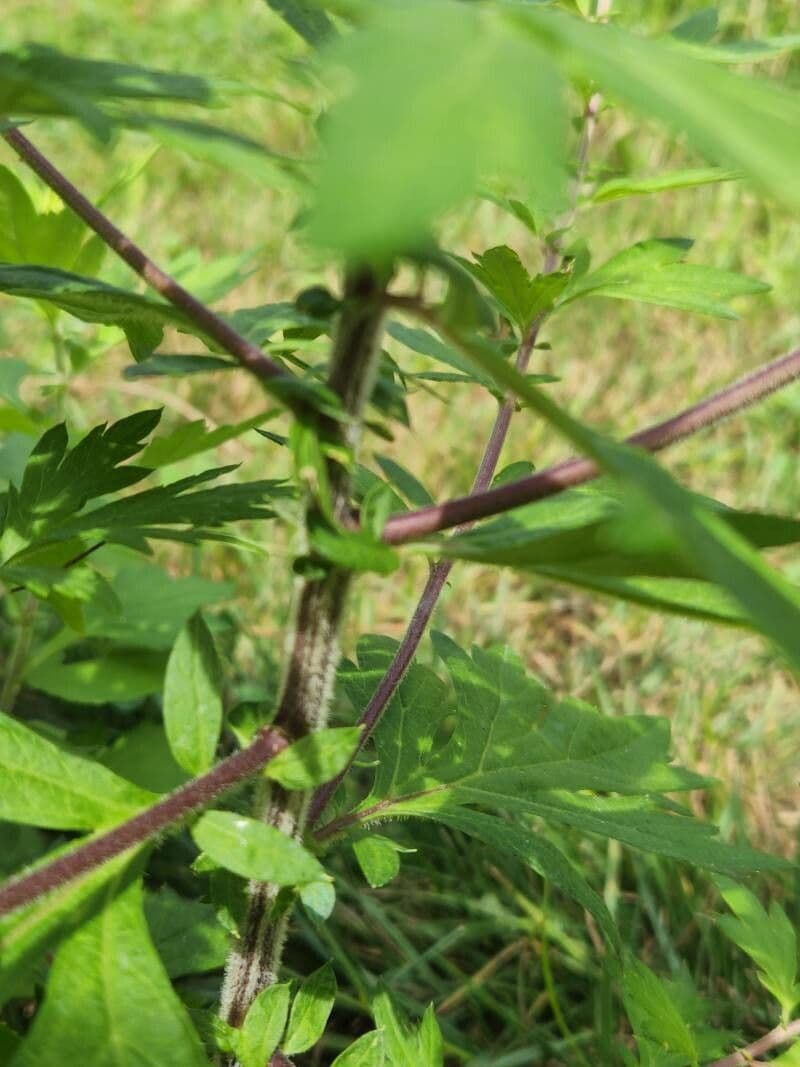 Bylica Verlota 24