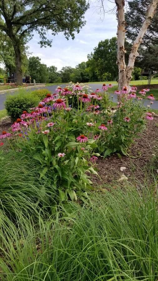 Třapatka purpurová 26