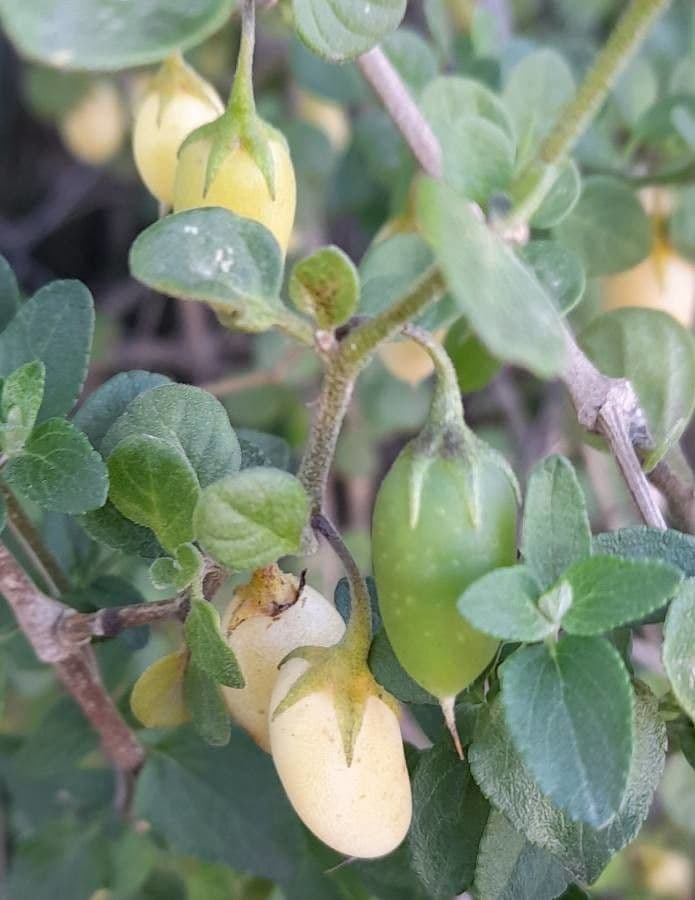 Salpichroa origanifolia