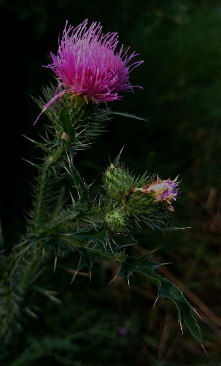 Weg-Distel 28