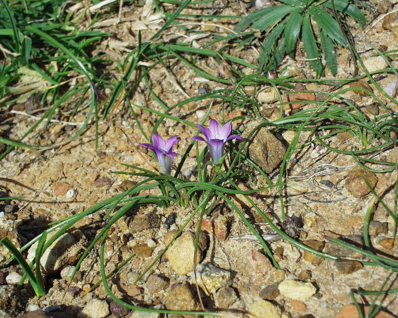 Romulea bulbocodium 10