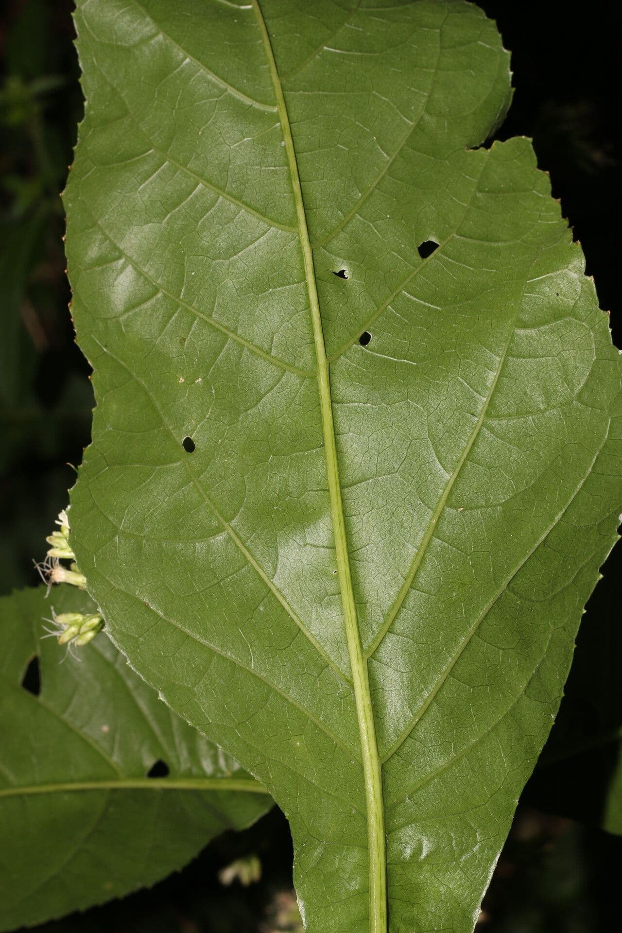 Critonia 8