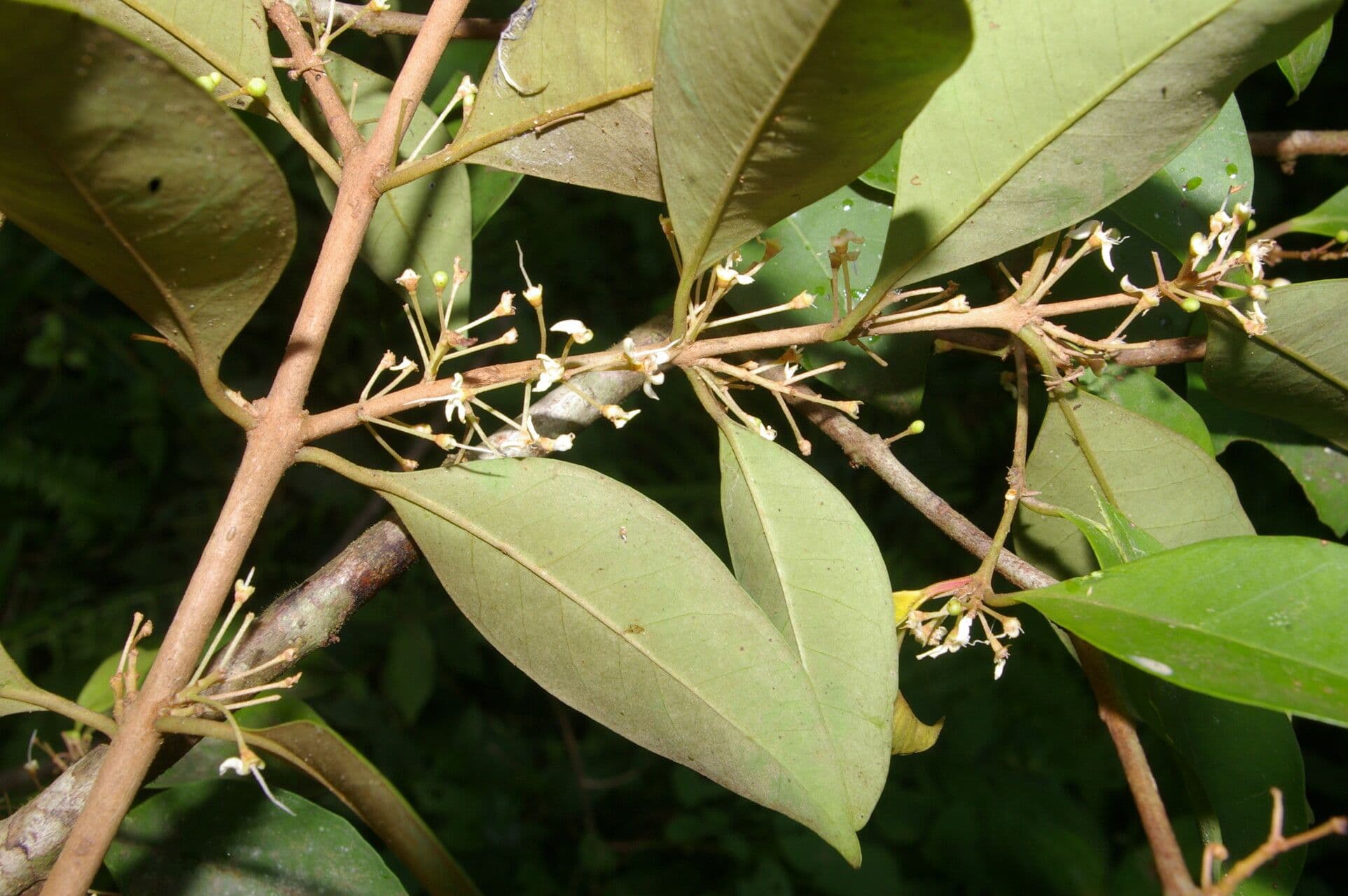 Eugenia 4