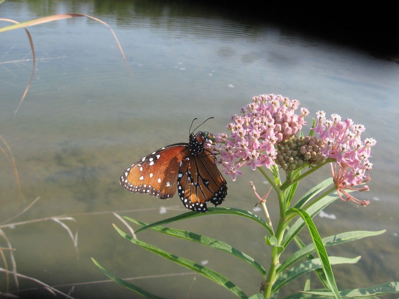 Asclepiade incarnata 11