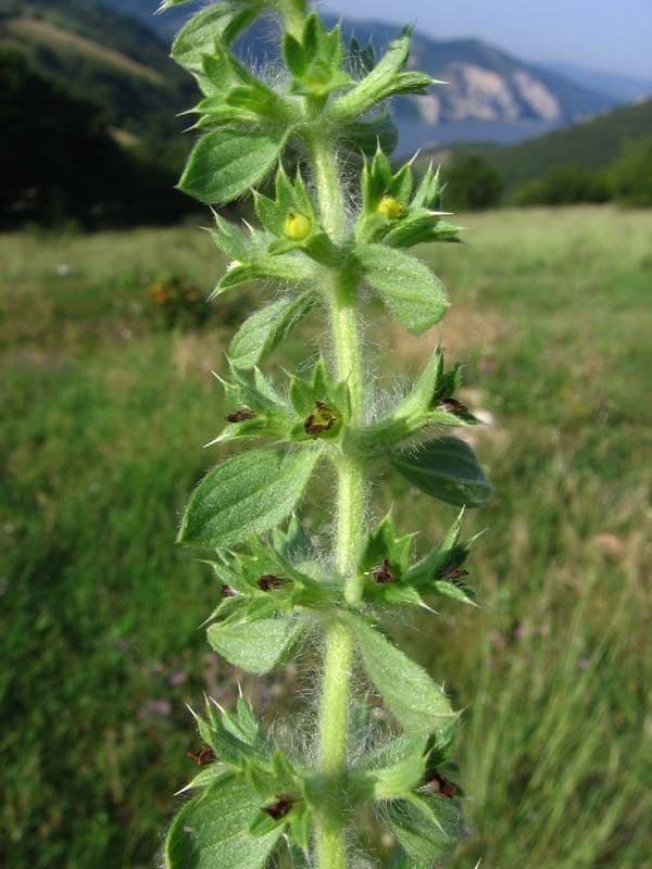 Berg-Gottesgnadenkraut 22