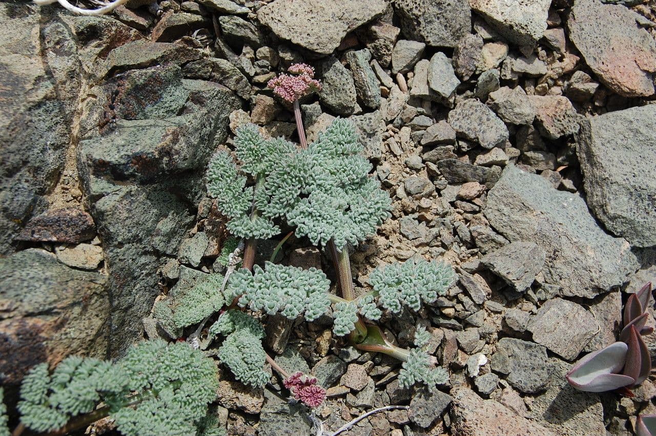 Lomatium 2
