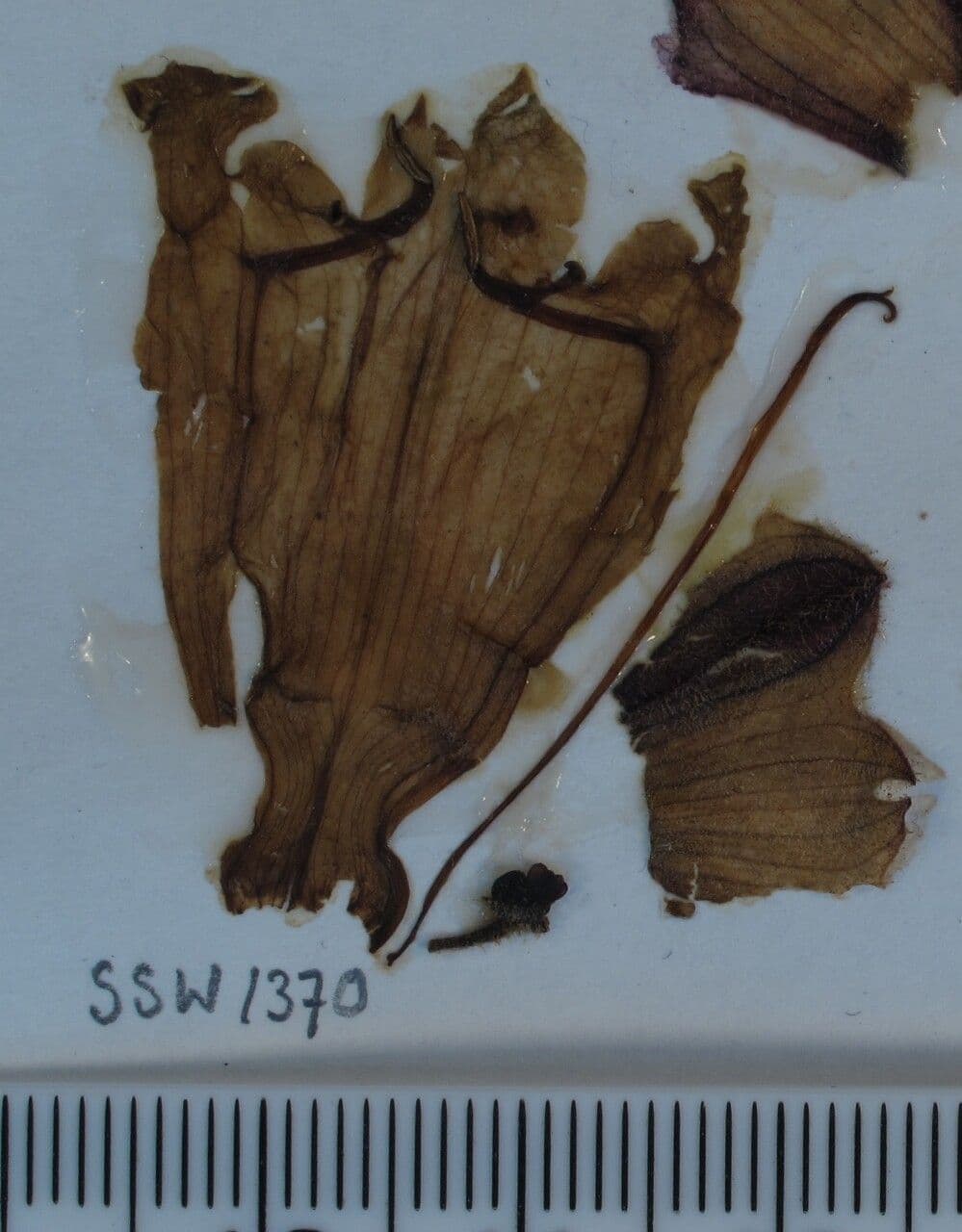 Salvia 11