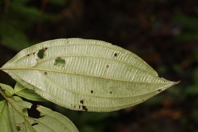 Miconia 4