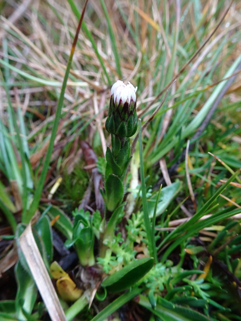Oritrophium limnophilum 2