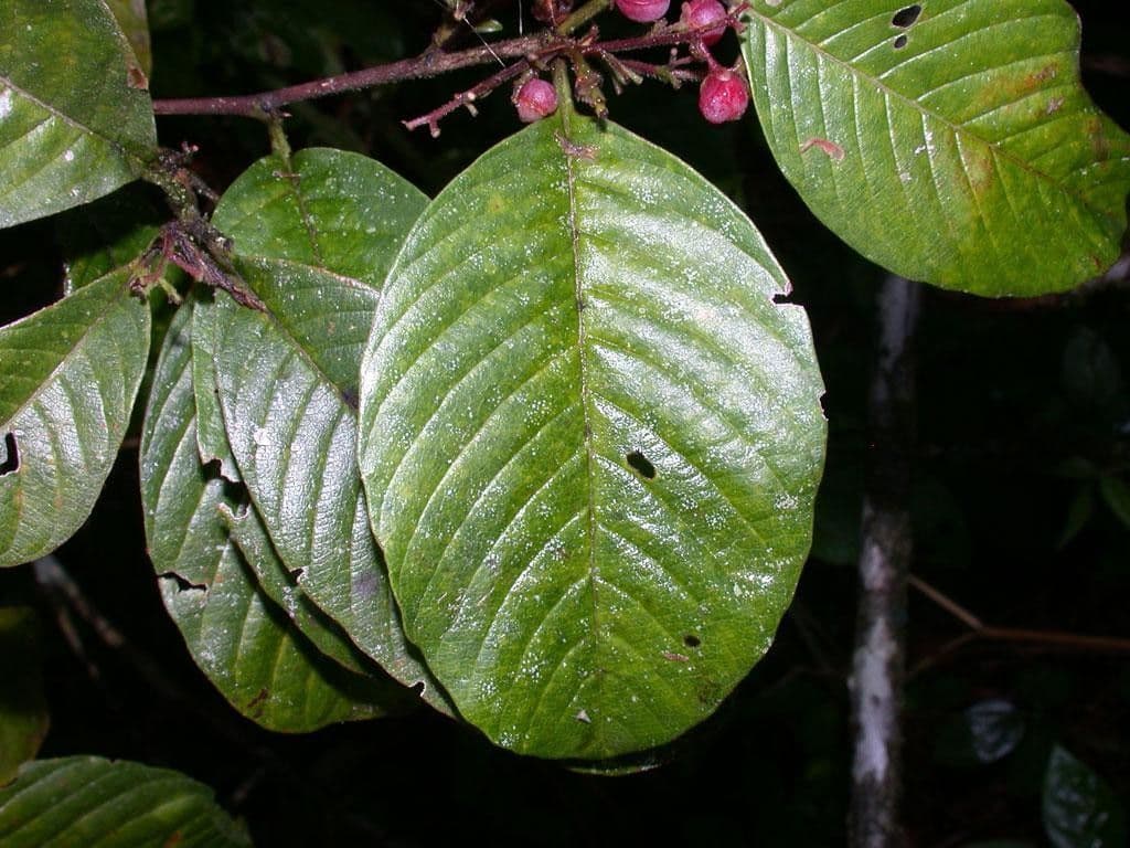 Davilla 13