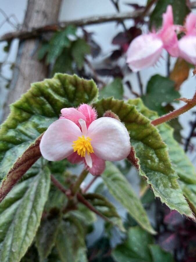 Begonia 2