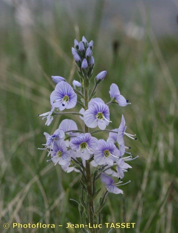 Veronica gentianella 9