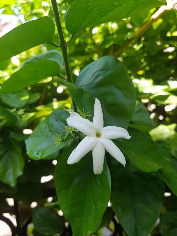 Jasmin 4