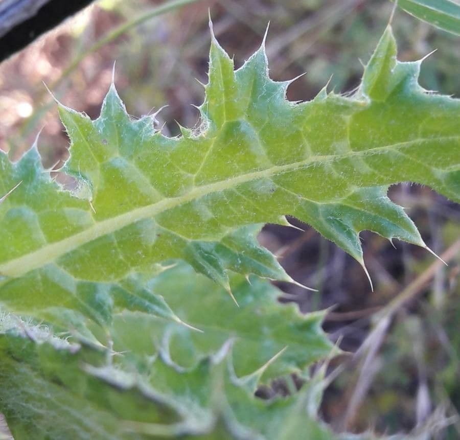 Weißgefleckte Distel 21