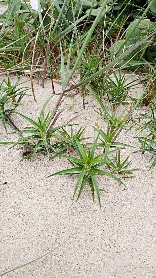Cyperus pedunculatus 4