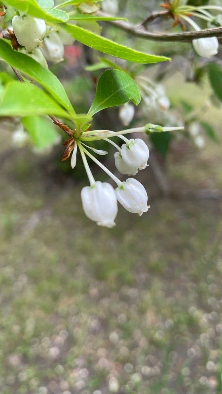 Enkianthus blanco 4