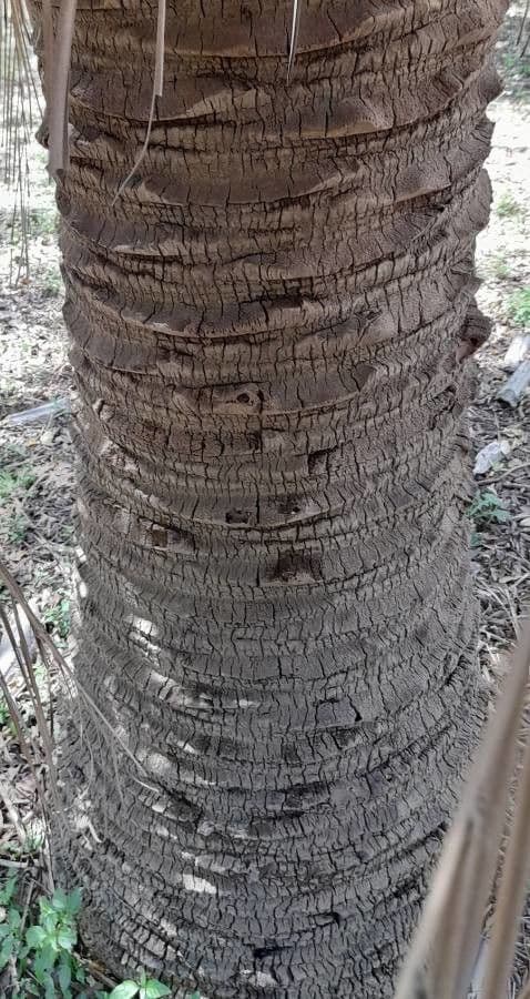 Butia 7