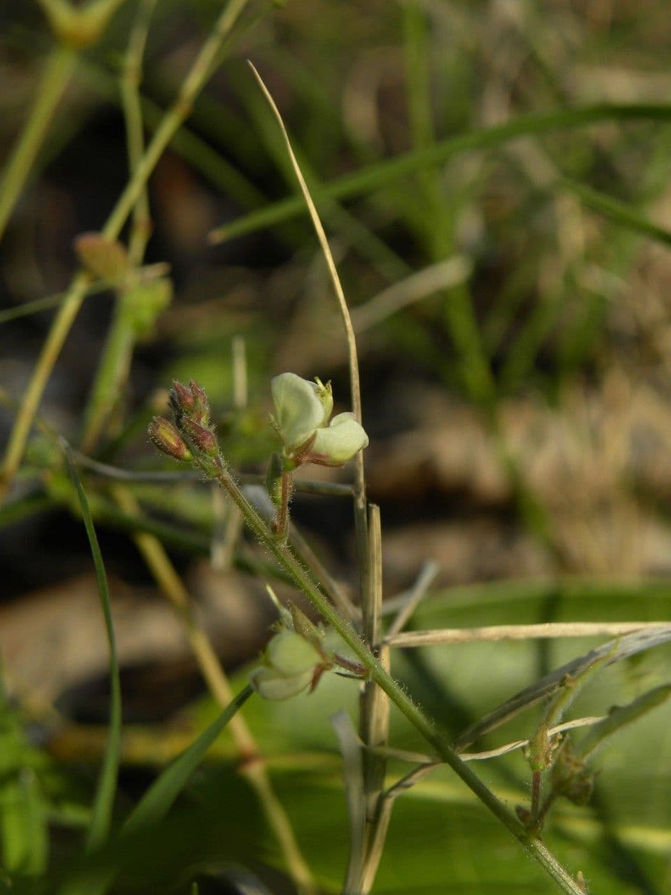 Desmodium distortum 11
