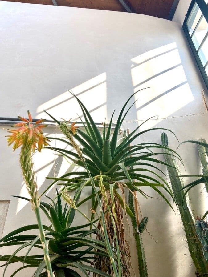 Aloe 4