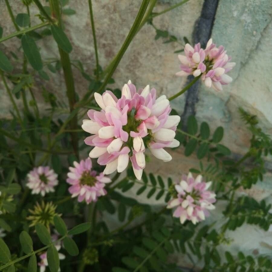Cornetta vagante 10