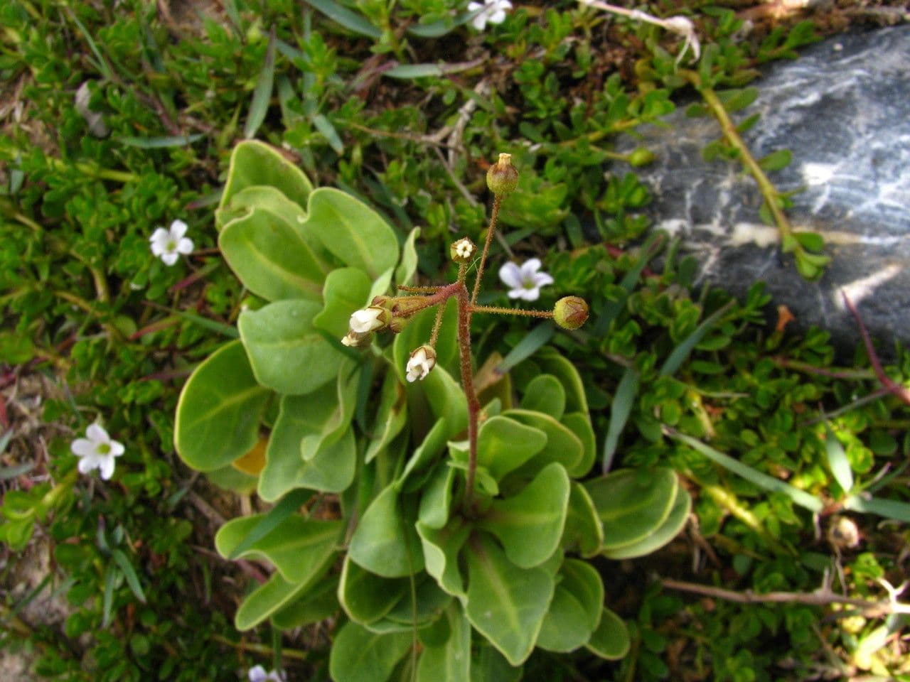 Samolo ebracteatus 5