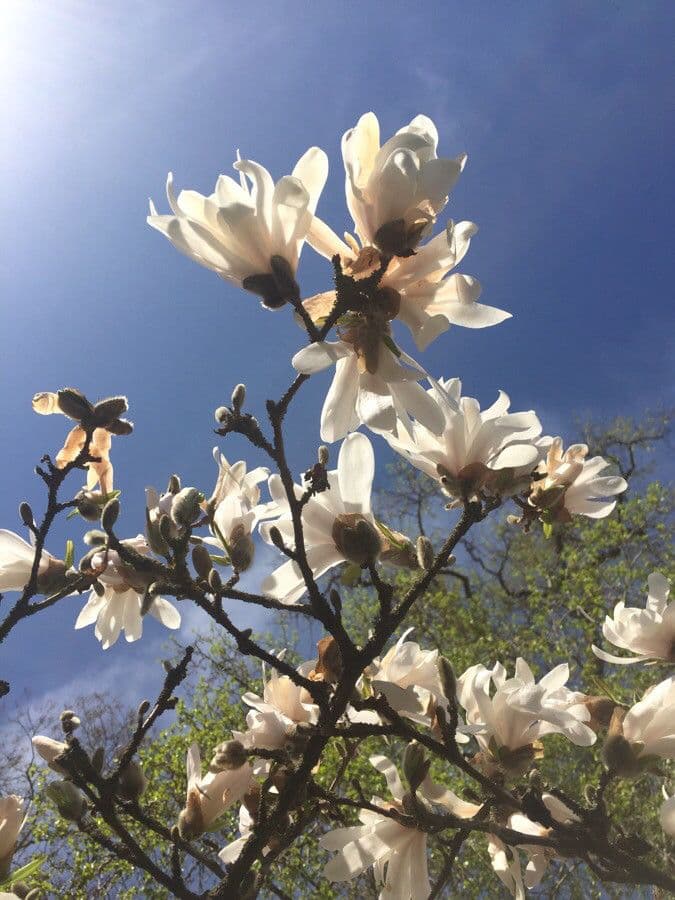 Magnolia stellata 11