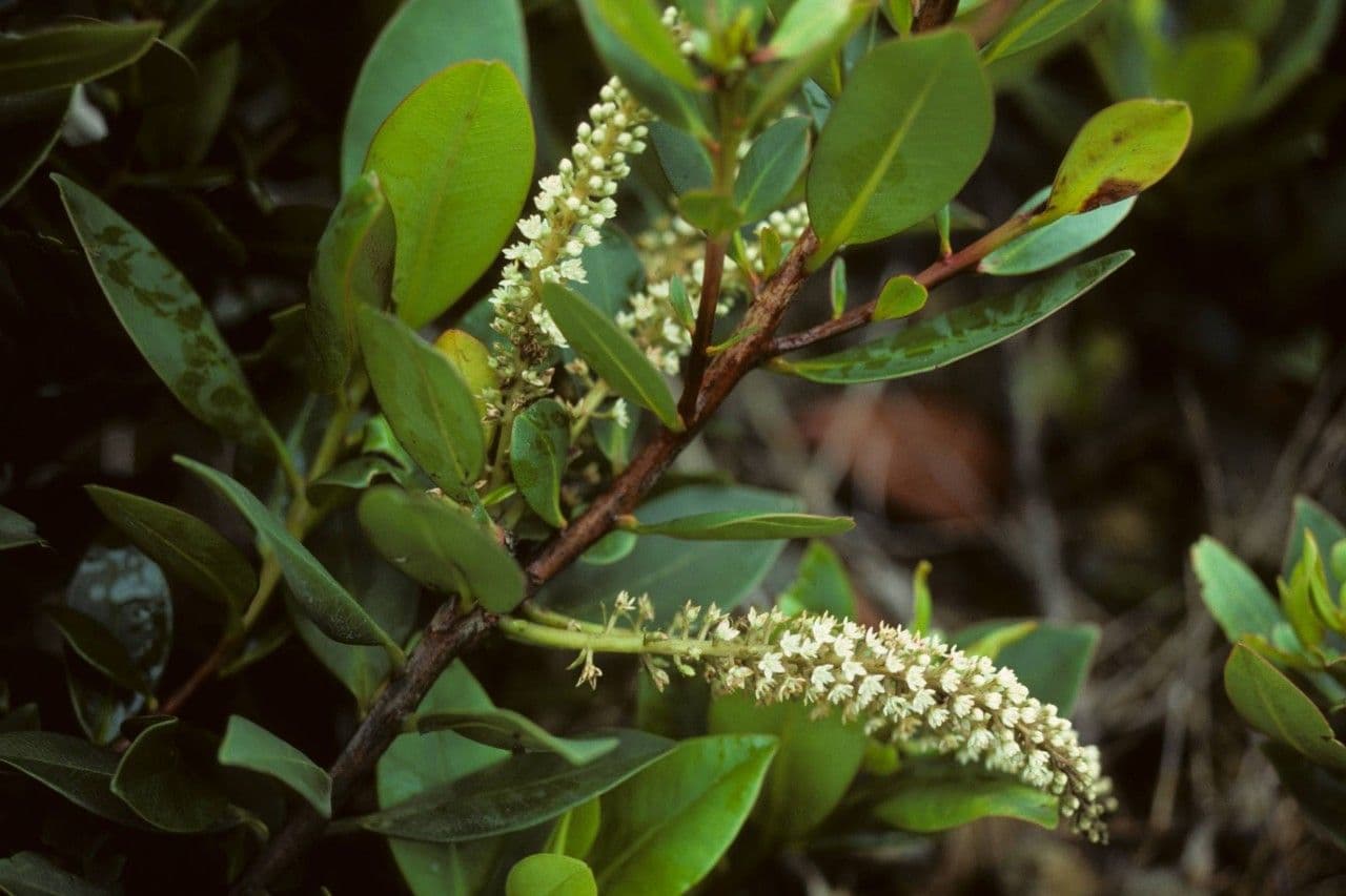 Cyrila 9