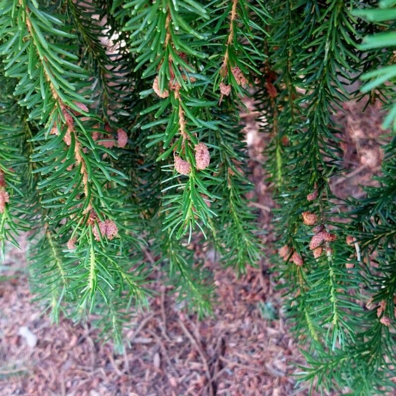 Omorikafichte 6