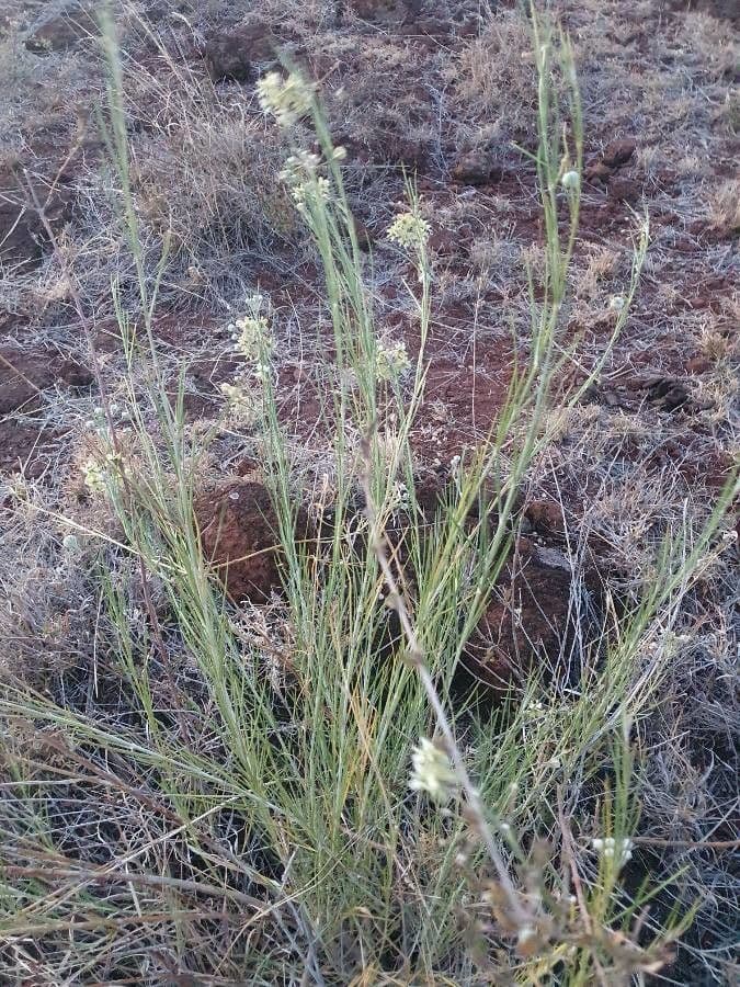 Gomphocarpus 19