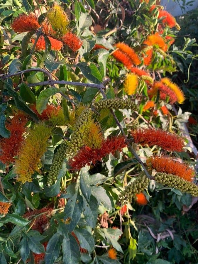 Combretum 2