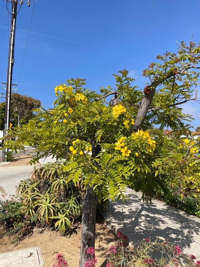 Cassia 11