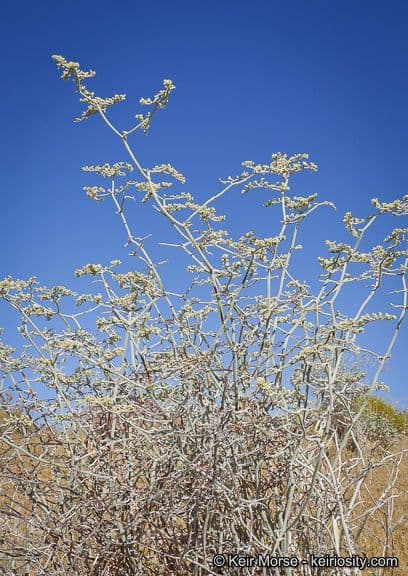 Yucca-Buckwheat 5