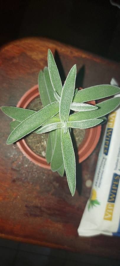 Crassula 9