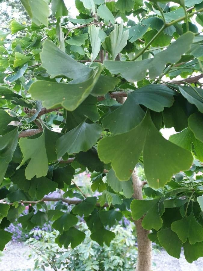 Ginkgo 28
