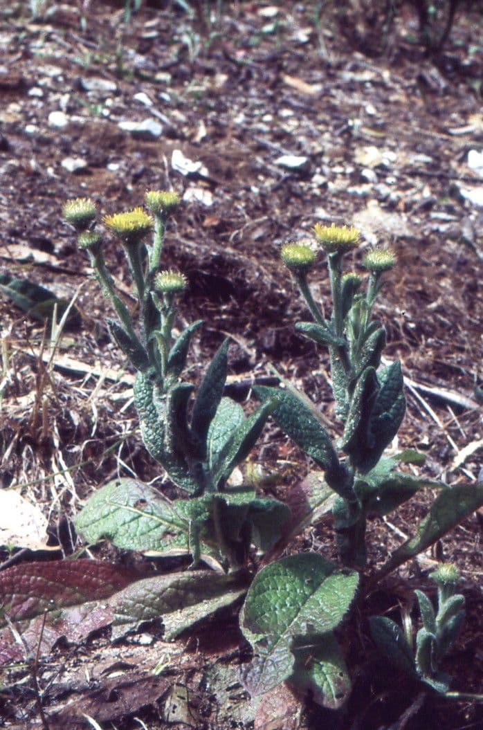Pulicaria odora 9