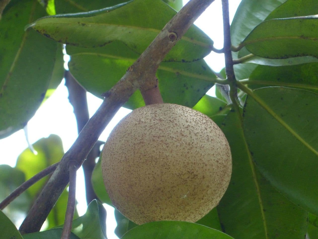 Mamey 2