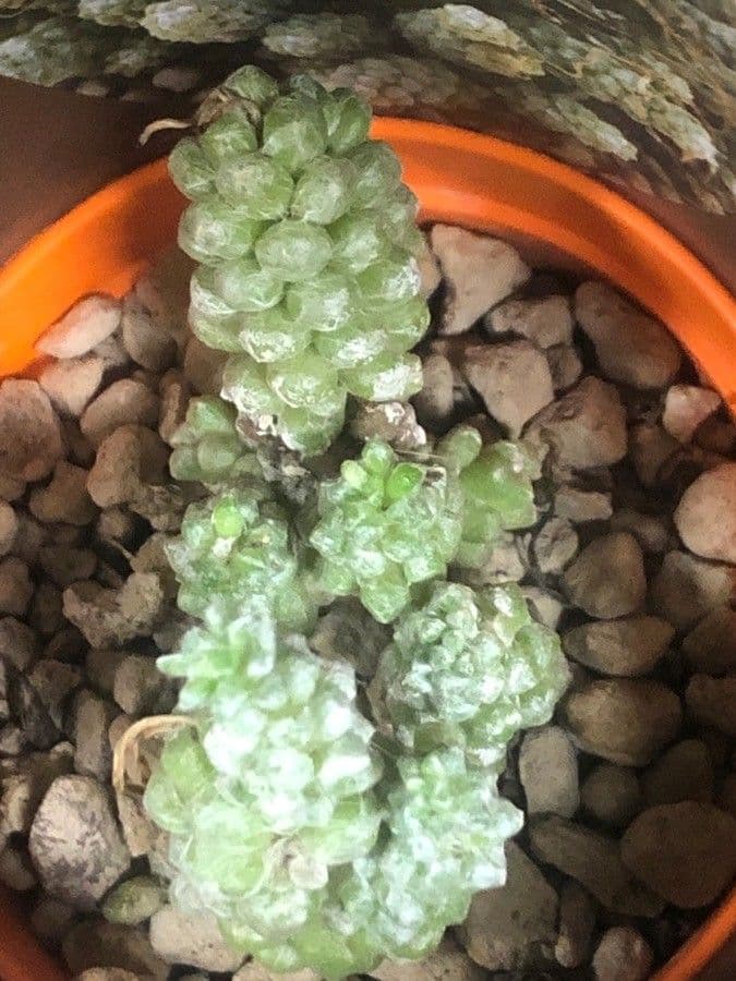 Anacampseros