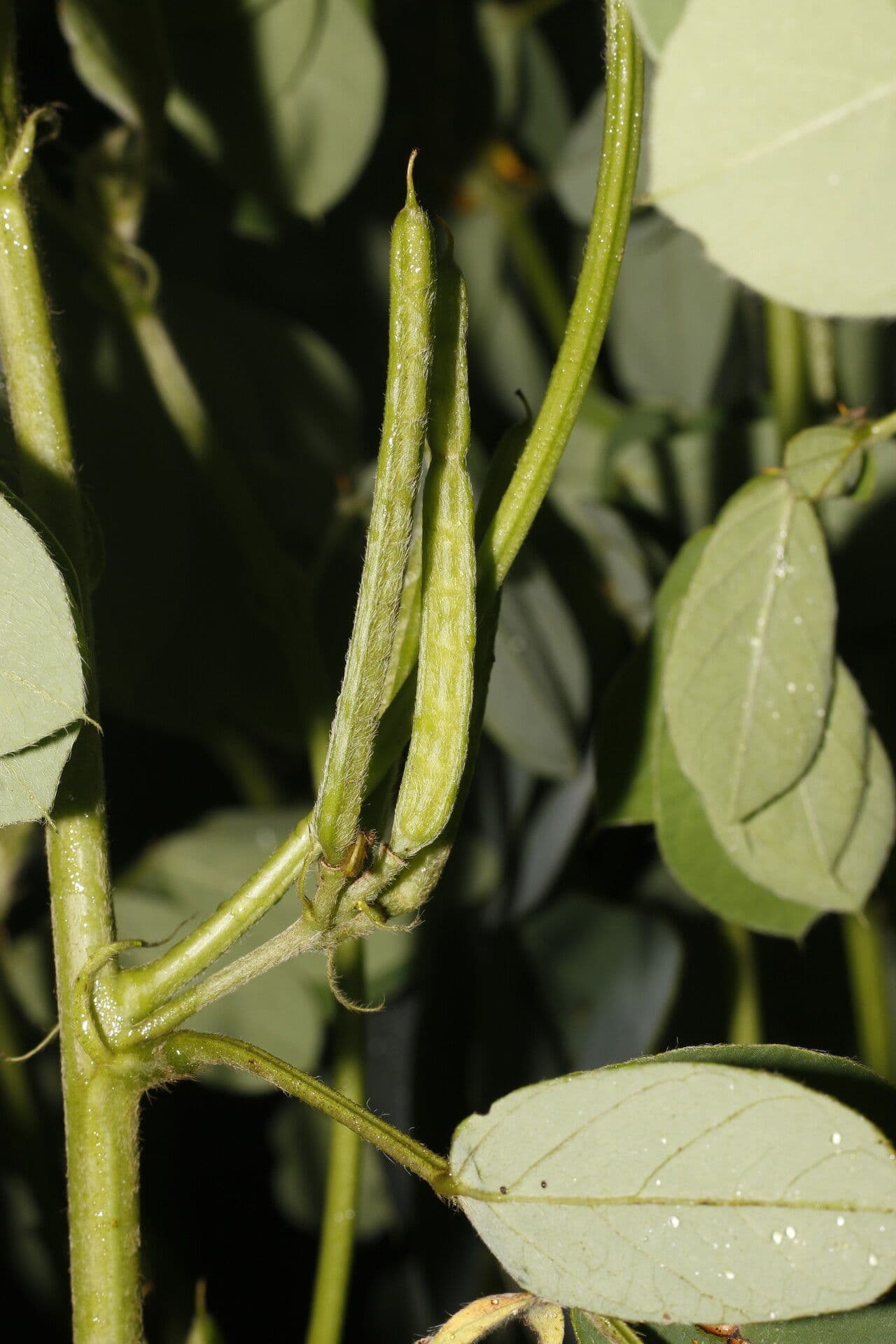Einblättrige Senna 3